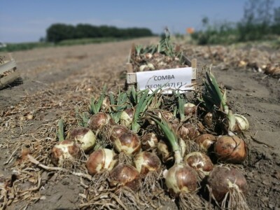 Predstavljene nove tehnologije u proizvodnji luka
