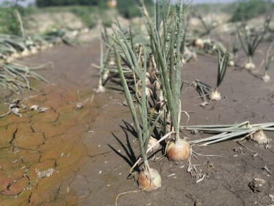 Predstavljene nove tehnologije u proizvodnji luka