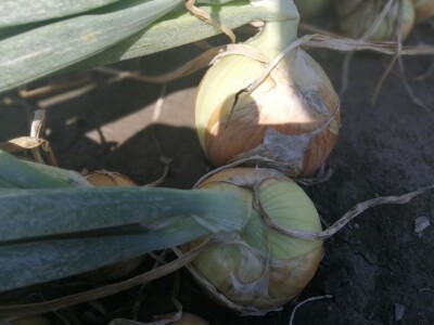 Predstavljene nove tehnologije u proizvodnji luka