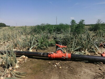 Predstavljene nove tehnologije u proizvodnji luka