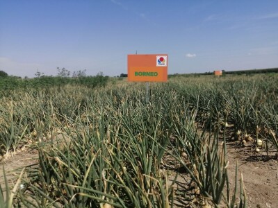 Predstavljene nove tehnologije u proizvodnji luka