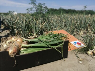 Predstavljene nove tehnologije u proizvodnji luka