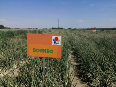 Predstavljene nove tehnologije u proizvodnji luka