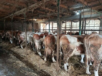 Preko noći otkazan otkup mlijeka Suadu Kulaniću