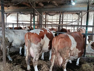 Preko noći otkazan otkup mlijeka Suadu Kulaniću