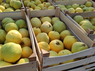 Preko zadruga do boljeg tržišta