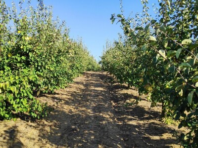 Preko zadruga do boljeg tržišta