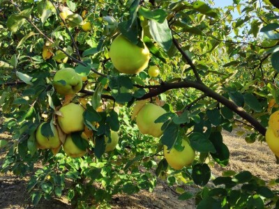 Preko zadruga do boljeg tržišta