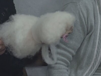 Prelo u selu Brezovice