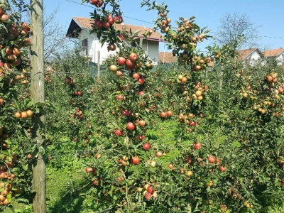 Premije za voće
