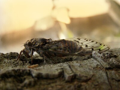 Preobrazba cvrčka Preobrazba cvrčka