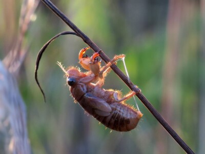 Preobrazba cvrčka Preobrazba cvrčka