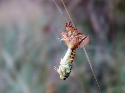 Preobrazba cvrčka Preobrazba cvrčka