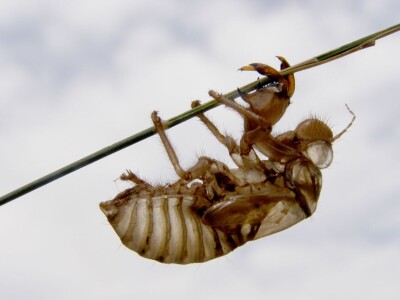 Preobrazba cvrčka Preobrazba cvrčka