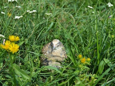 Kako do farme - Eso počeo s kozom, Željko s teletom Kako do farme - Eso počeo s kozom, Željko s teletom