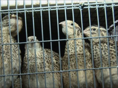 PREPELICE05 PREPELICE05