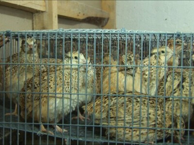 PREPELICE04 PREPELICE04