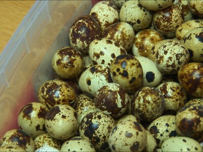 PREPELICE01 PREPELICE01