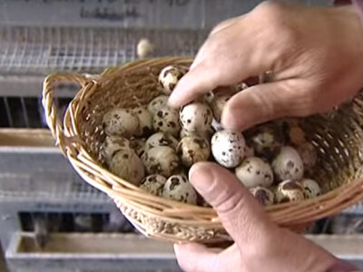 PREPELICE03 PREPELICE03