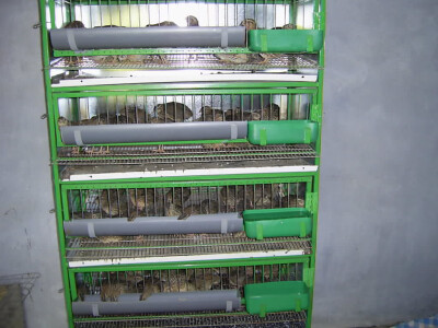 PREPELICE02 PREPELICE02