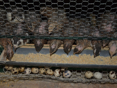 PREPELICE07 PREPELICE07