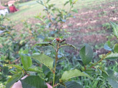 Prepolovljen rod višnje