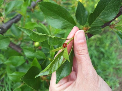 Prepolovljen rod višnje