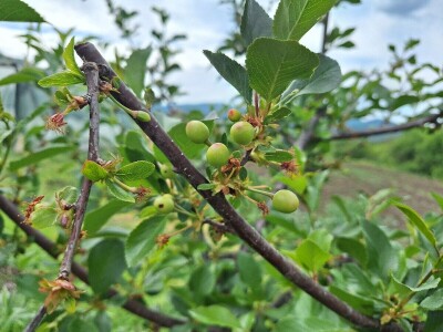 Prepolovljen rod višnje