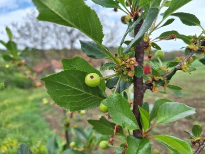 Prepolovljen rod višnje