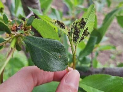 Prepolovljen rod višnje