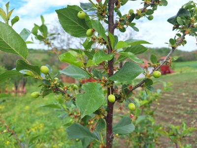 Prepolovljen rod višnje