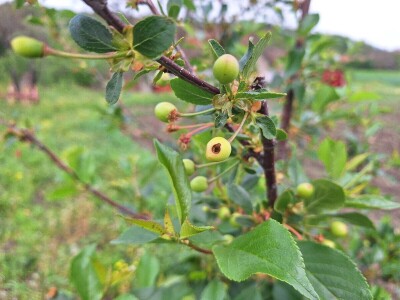 Prepolovljen rod višnje