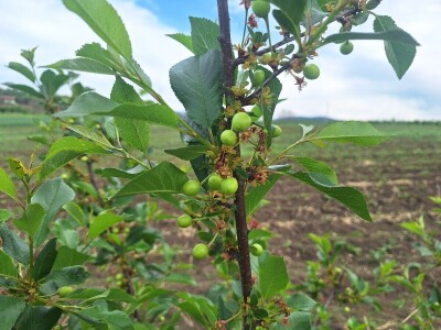 Prepolovljen rod višnje