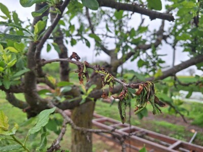 Prepolovljen rod višnje