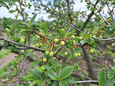 Prepolovljen rod višnje