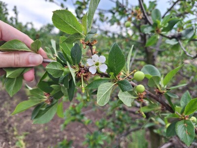 Prepolovljen rod višnje