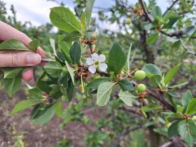 Prepolovljen rod višnje