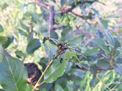 Prepolovljen rod višnje