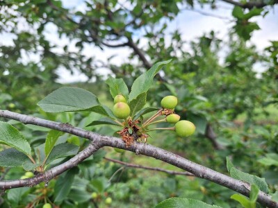 Prepolovljen rod višnje