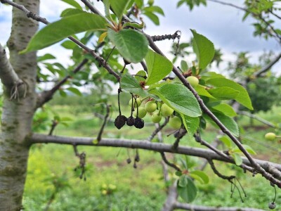 Prepolovljen rod višnje