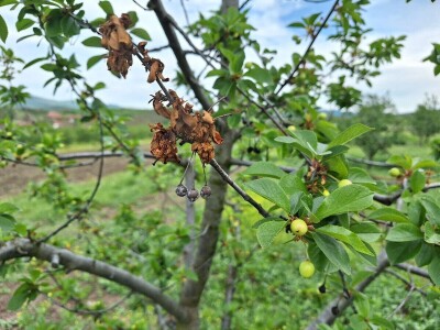 Prepolovljen rod višnje