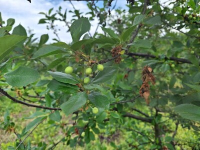 Prepolovljen rod višnje