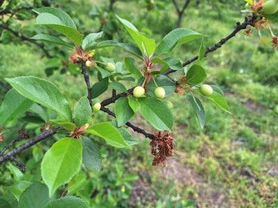 Prepolovljen rod višnje