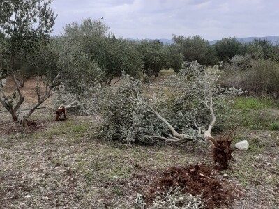 PRERADA MASLINA - Dalmatinci preduhitrili Istrane: Prvo ovogodišnje ekstra djevičansko ulje poteklo od maslina Jure Čudine iz Pakoštana! PRERADA MASLINA - Dalmatinci preduhitrili Istrane: Prvo ovogodišnje ekstra djevičansko ulje poteklo od maslina Jure Čudine iz Pakoštana!