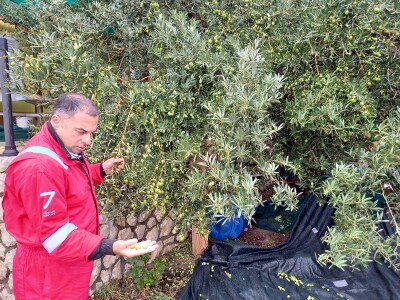 PRERADA MASLINA - Dalmatinci preduhitrili Istrane: Prvo ovogodišnje ekstra djevičansko ulje poteklo od maslina Jure Čudine iz Pakoštana! PRERADA MASLINA - Dalmatinci preduhitrili Istrane: Prvo ovogodišnje ekstra djevičansko ulje poteklo od maslina Jure Čudine iz Pakoštana!