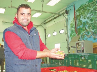 PRERADA MASLINA - Dalmatinci preduhitrili Istrane: Prvo ovogodišnje ekstra djevičansko ulje poteklo od maslina Jure Čudine iz Pakoštana! PRERADA MASLINA - Dalmatinci preduhitrili Istrane: Prvo ovogodišnje ekstra djevičansko ulje poteklo od maslina Jure Čudine iz Pakoštana!