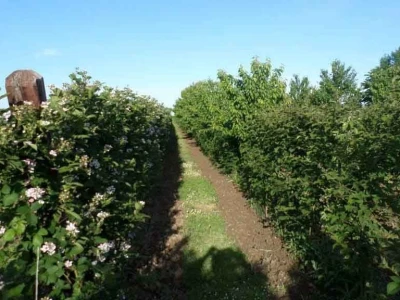 Prerađevine