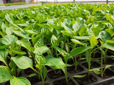 EOPG Knezić Lepa Ves Donja Stubica