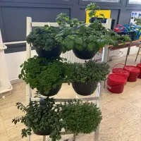 Presadnice iz Agronomske škole u Zagrebu prodavat će se od 30 do 70 centa po komadu