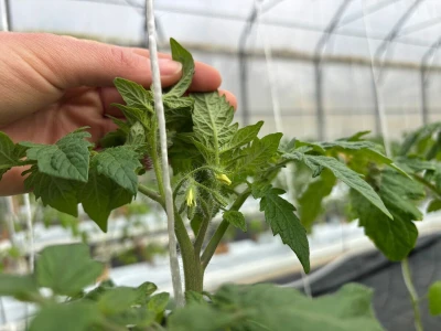 Presadnice iz Agronomske škole u Zagrebu prodavat će se od 30 do 70 centa po komadu